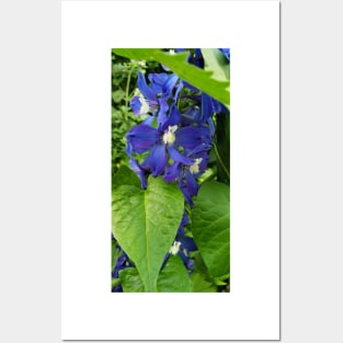 Deep blue delphinium blossoms Posters and Art